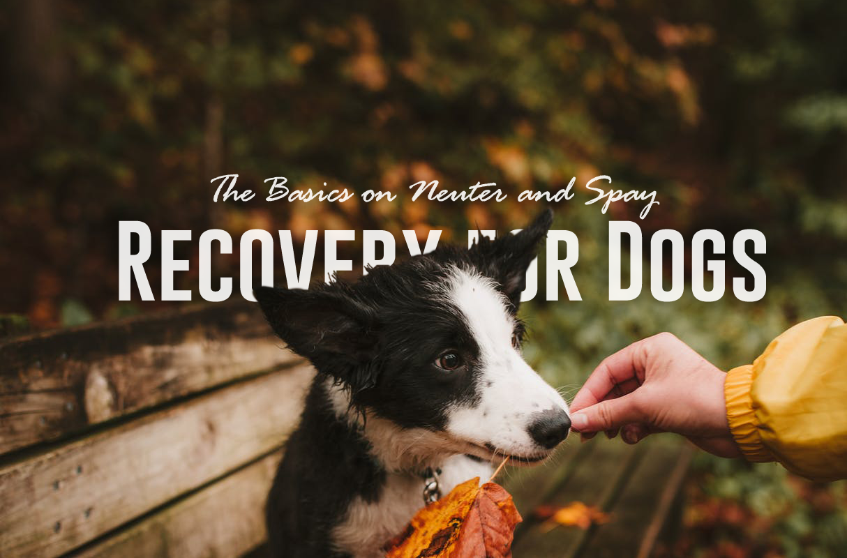 How Long Is Recovery For Spayed Dog